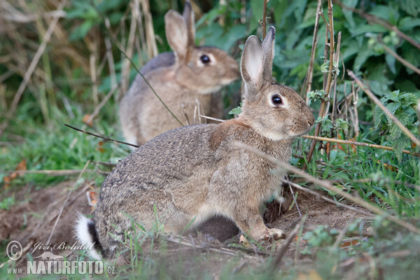 Wildkaninchen