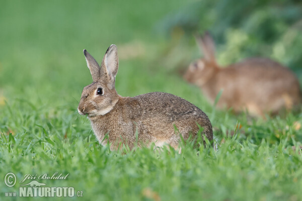 Wildkaninchen