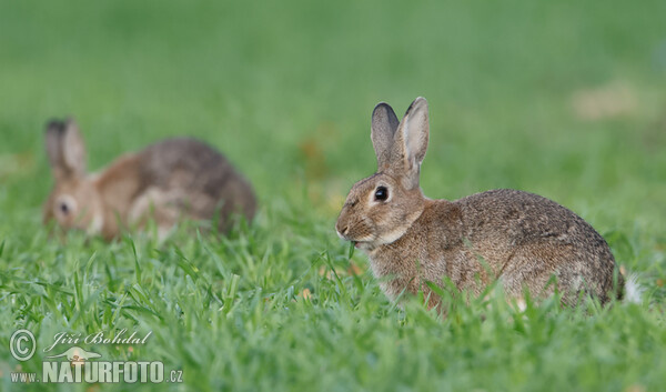 Wildkaninchen