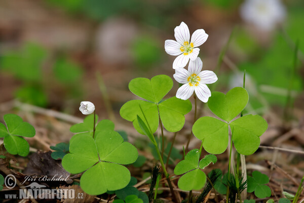 Witte klaverzuring