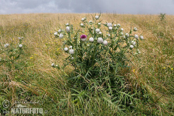 Wollkopf-Kratzdistel