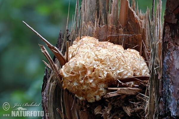 Wood Caulifllower Mushroom (Sparassis crispa)