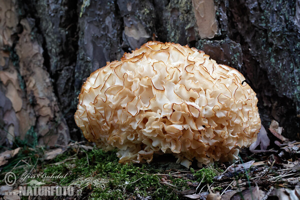 Wood Caulifllower Mushroom (Sparassis crispa)