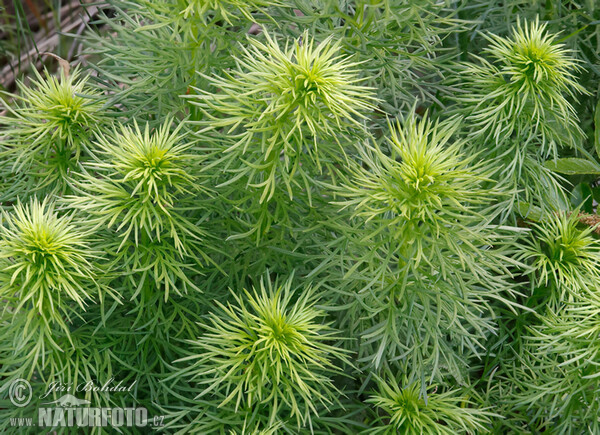 Yellow Pheasant's-eye (Adonis vernalis)