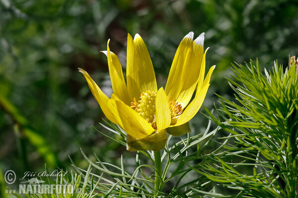 Yellow Pheasant's-eye (Adonis vernalis)