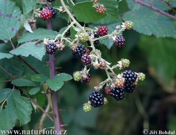 Zweifarbige Brombeere