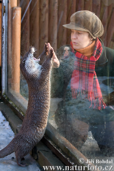 ユーラシアカワウソ