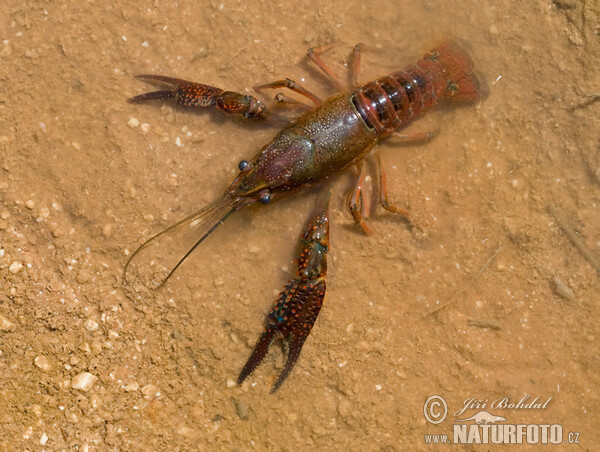 克氏原螯蝦(procambarus clarkii)克氏原螯蝦照片,圖