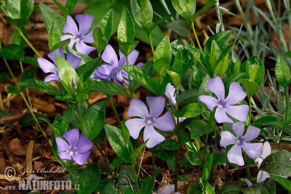 小蔓长春花