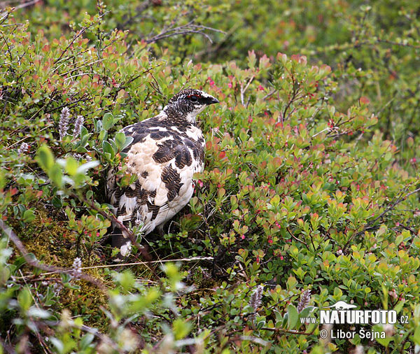 Alpenschneehuhn