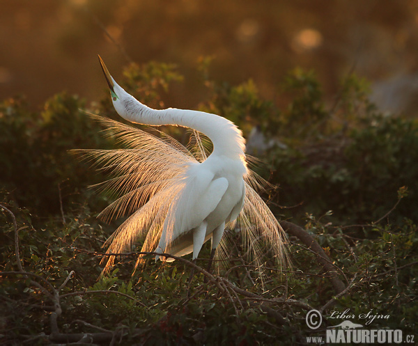 Ardea alba