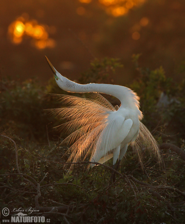 Ardea alba