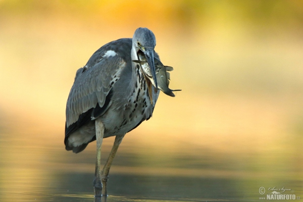 Ardea cinerea