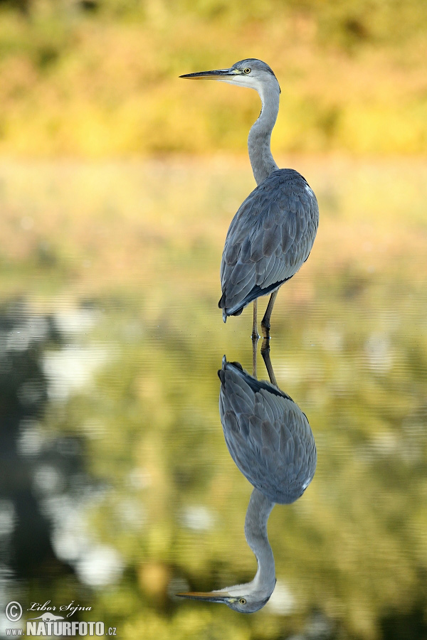 Ardea cinerea