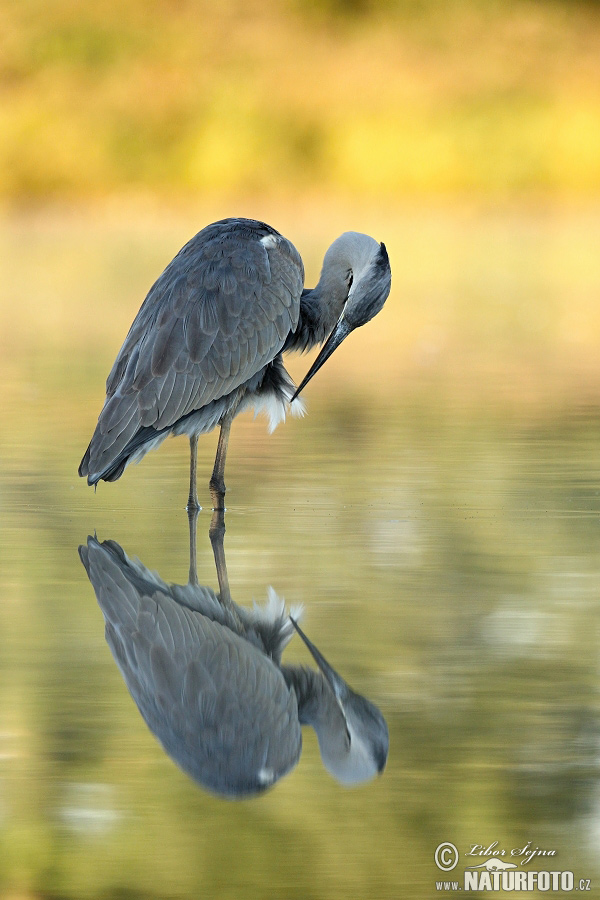 Bernat pescaire