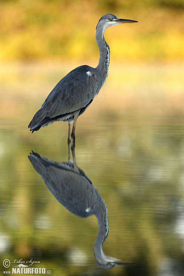 Blauwe reiger