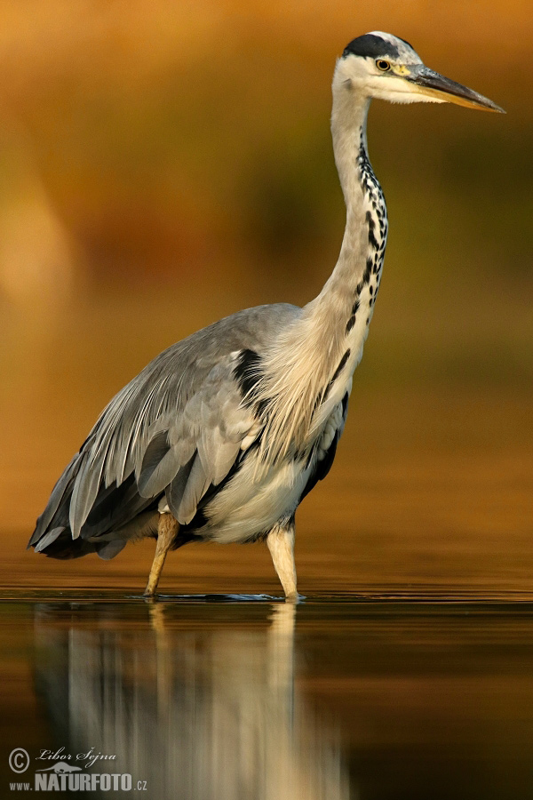 Burung Puchong Seriap