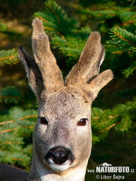 Capreolus capreolus