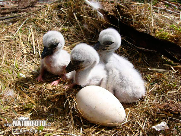 Cigogne blanche