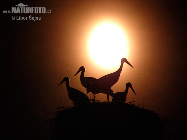 Cigogne blanche