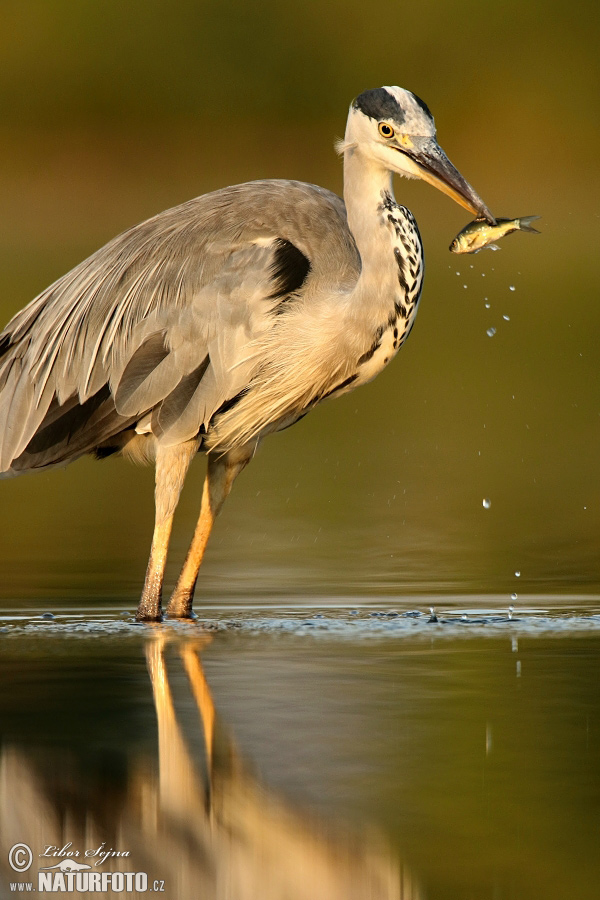 Czapla siwa