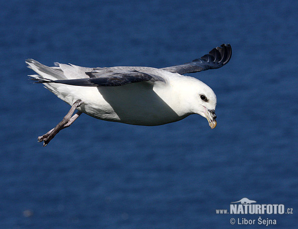 Eissturmvogel