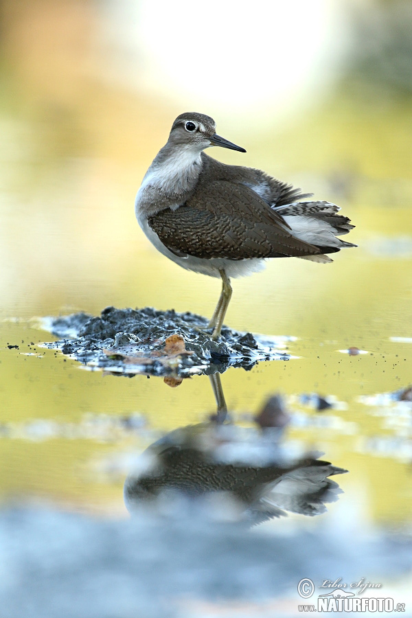 Flussuferläufer