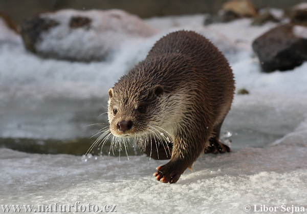 Nutria europea