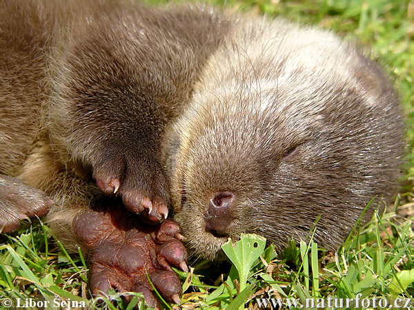 Nutria europea