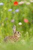 Wildkaninchen