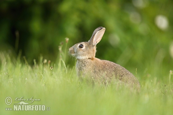 Wildkaninchen