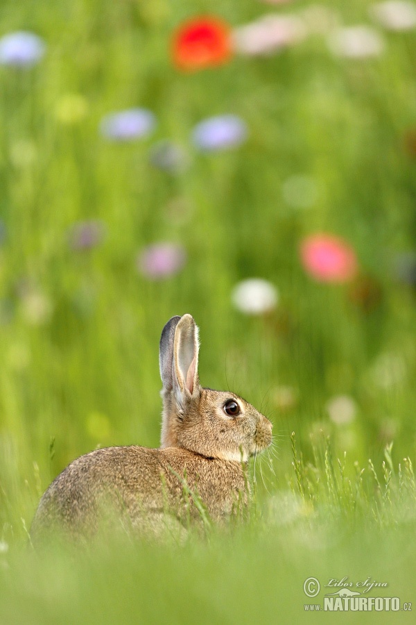 Wildkaninchen