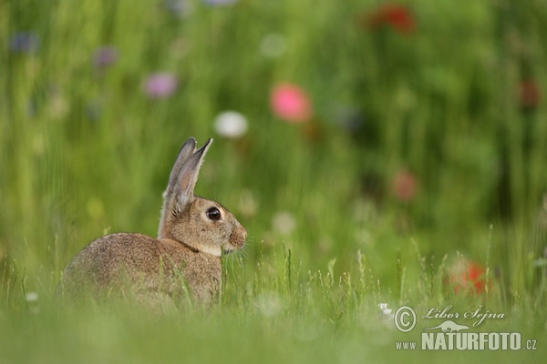 Wildkaninchen