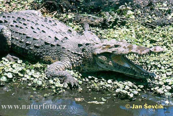 アメリカワニ 写真