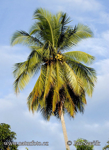 Кокосова пальма