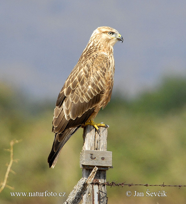 Adlerbussard