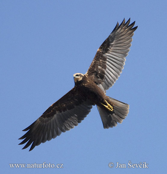 Aguilucho lagunero