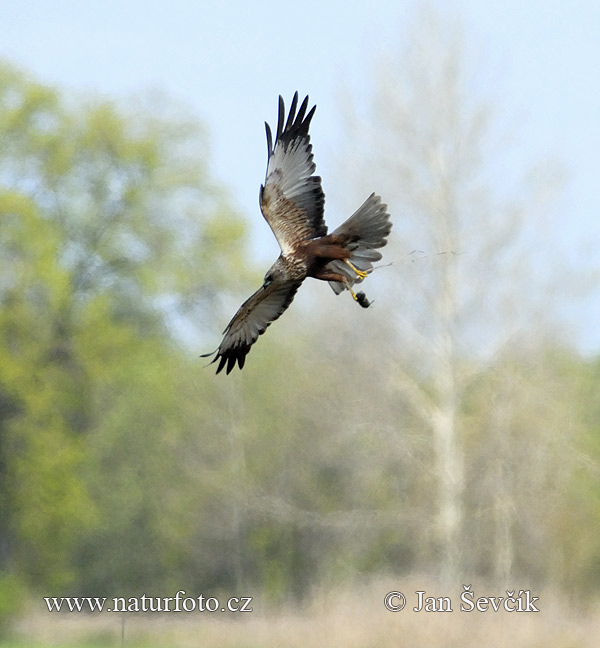 Aguilucho lagunero