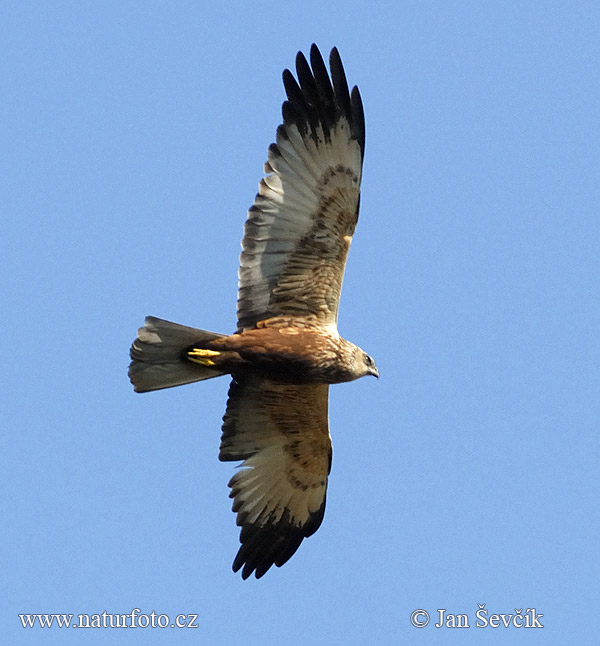 Aguilucho lagunero