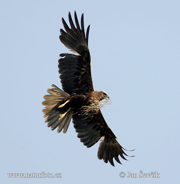 Aguilucho lagunero