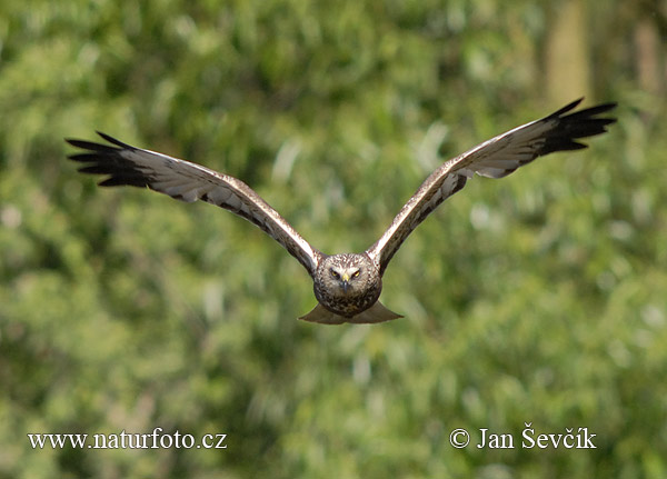 Aguilucho lagunero