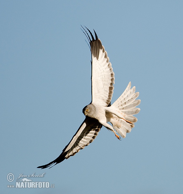 Aguilucho pálido