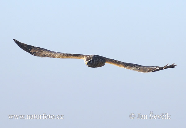 Aguilucho pálido