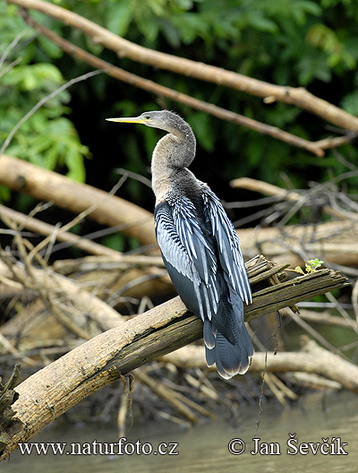 Amerikanischer Schlangenhalsvogel