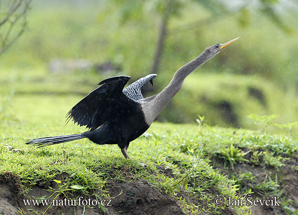 Amerikanischer Schlangenhalsvogel