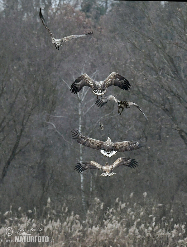 Aquila di mare dalla coda bianca