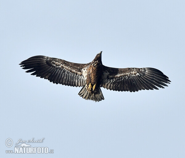 Aquila di mare dalla coda bianca