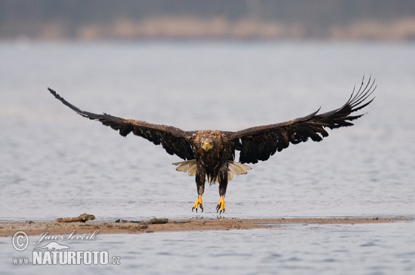 Aquila di mare dalla coda bianca