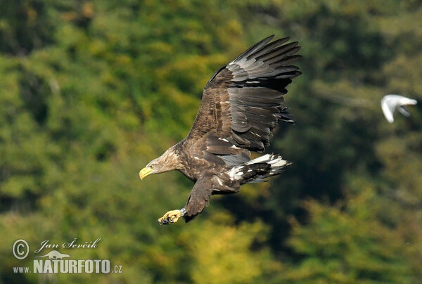 Aquila di mare dalla coda bianca