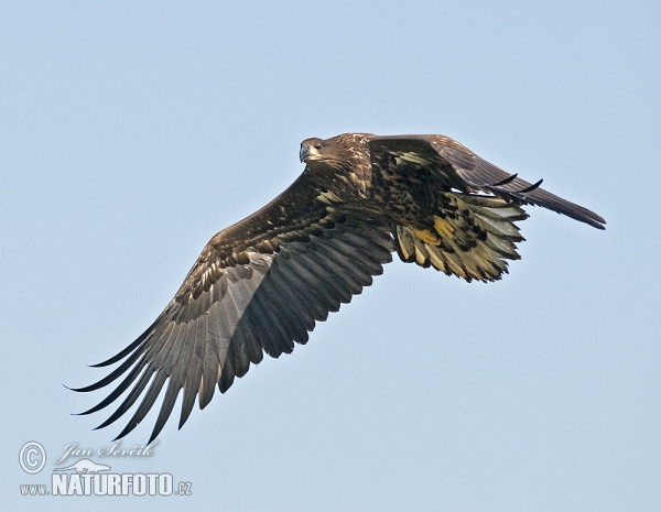 Aquila di mare dalla coda bianca